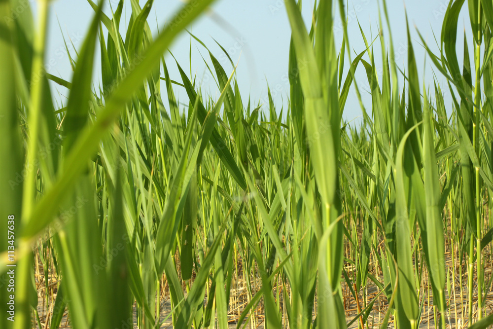 Obraz premium cattail, bulrush, summer, green, beach, sand, grass, tender, blurred, bokeh, background, texture