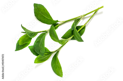 Medicinal plant  Polygonum aviculare or common knotgrass