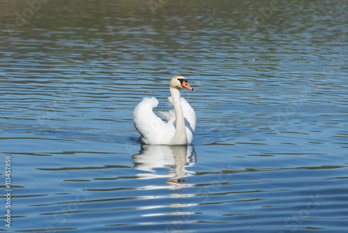 Swan posing with arched wings on the lake