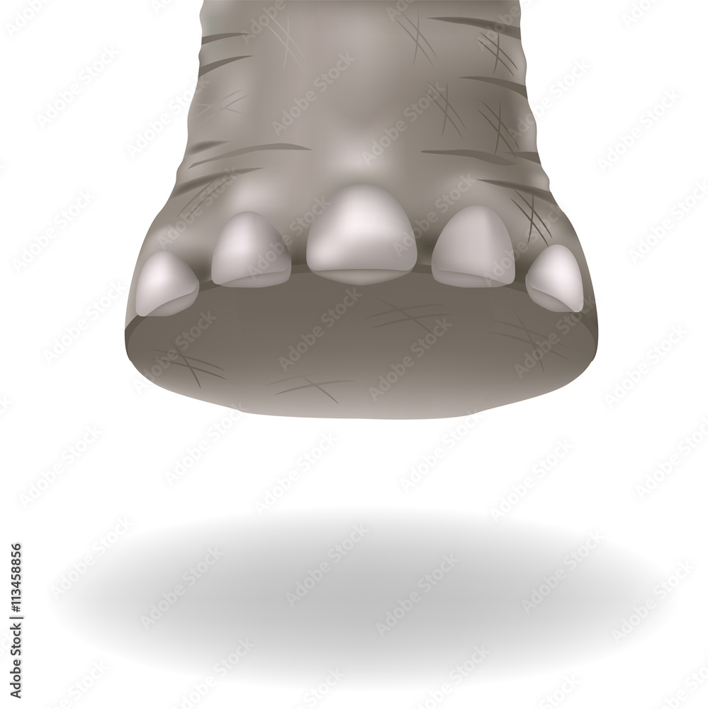 Fototapeta premium Leg adult elephants, mammoth and dinosaur with shadow on a white background in vector graphics