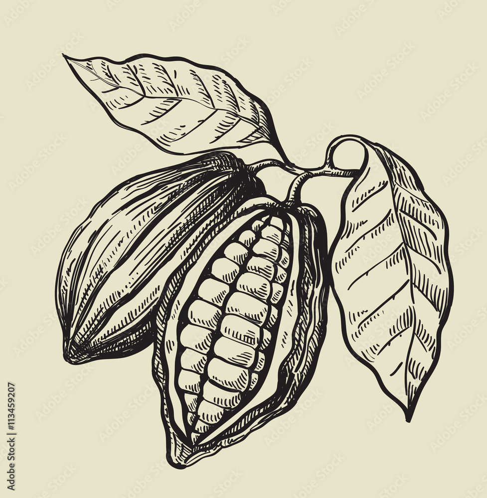 Fototapeta premium black cacao beans