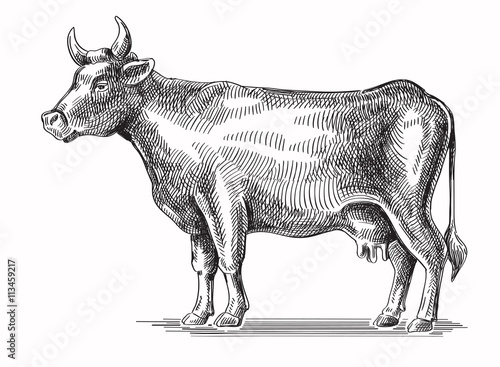 vector black cow