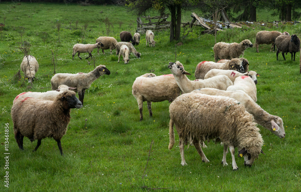 Fototapeta premium Hairy sheep on a green meadow 24