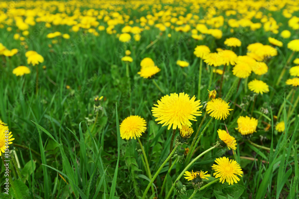 yellow dandelions yellow dandelions