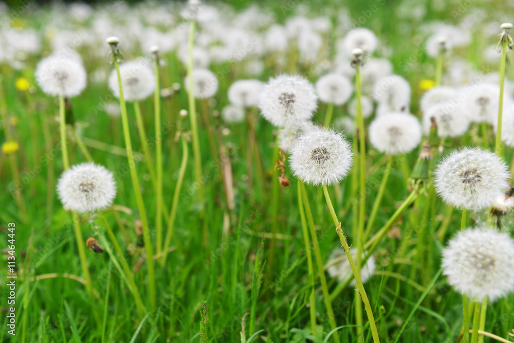 dandelions in field