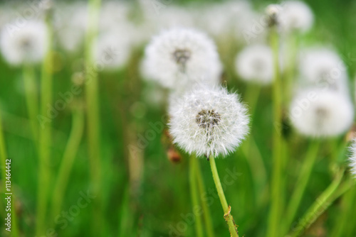 dandelions in field