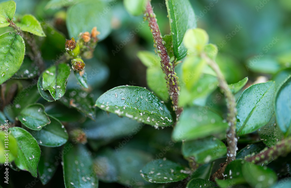 Aphids / many small aphids on a green leaf Aphids / many small aphids on a green leaf