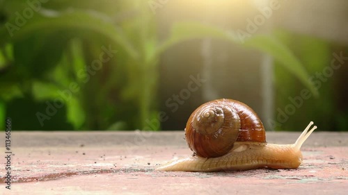 Garden snail wriggling, time lapse footage