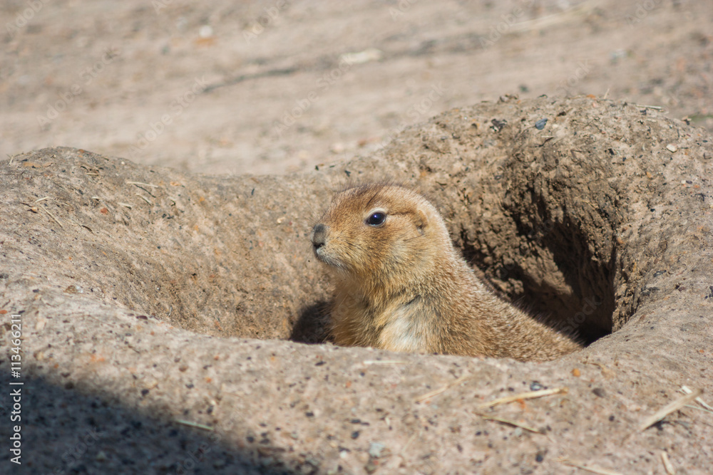 Ground squirrels also known as Spermophilus looking from its hole Ground squirrels also known as Spermophilus looking from its hole