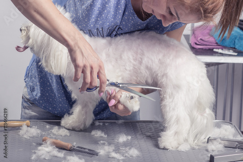 Hairdresser cutting scissors dog hair fur