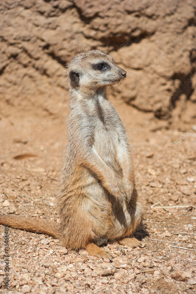 Meerkat standing alert in the desert environment Meerkat standing alert in the desert environment