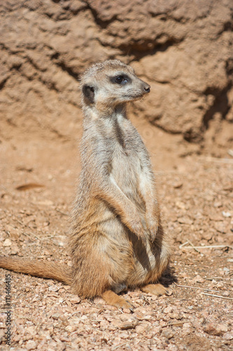 Meerkat standing alert in the desert   environment © amadeustx