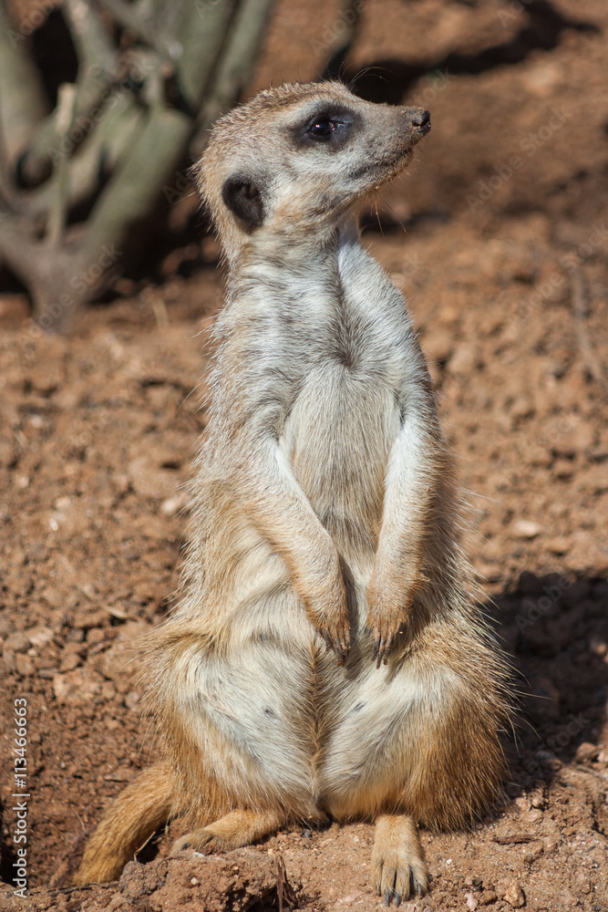 Meerkat standing alert in the desert environment Meerkat standing alert in the desert environment