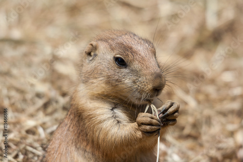 Ground squirrels also known as Spermophilus in its natural habitat