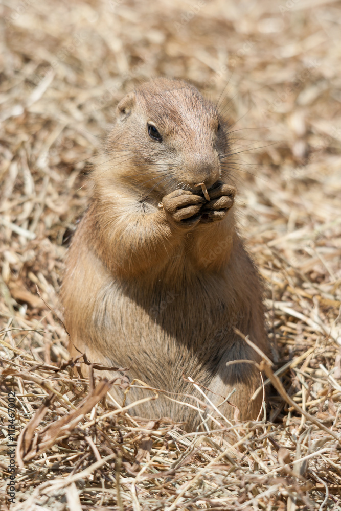 Ground squirrel also known as Spermophilus in its natural habitat Ground squirrel also known as Spermophilus in its natural habitat