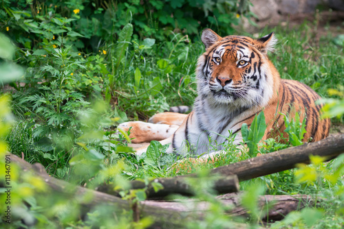 Siberian tiger in green forest
