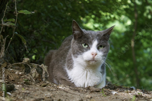 Colonia felina