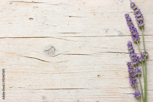 Fototapeta Naklejka Na Ścianę i Meble -  Fresh lavender flowers