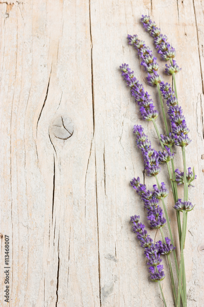 Naklejka premium Fresh lavender flowers
