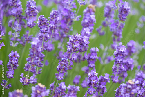 Meadow of lavender. Nature composition. Selective focus