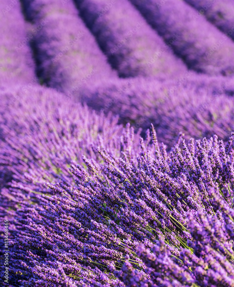 Obraz premium Lavender flowers field rows, vertical, Provence, France