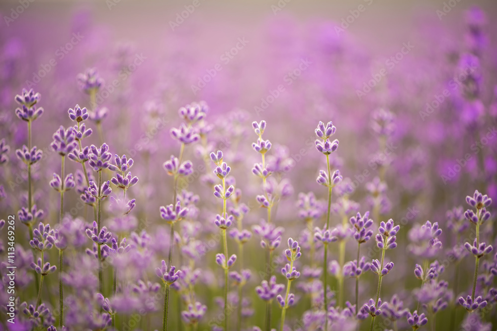 Obraz premium Meadow of lavender. Nature composition. Selective focus