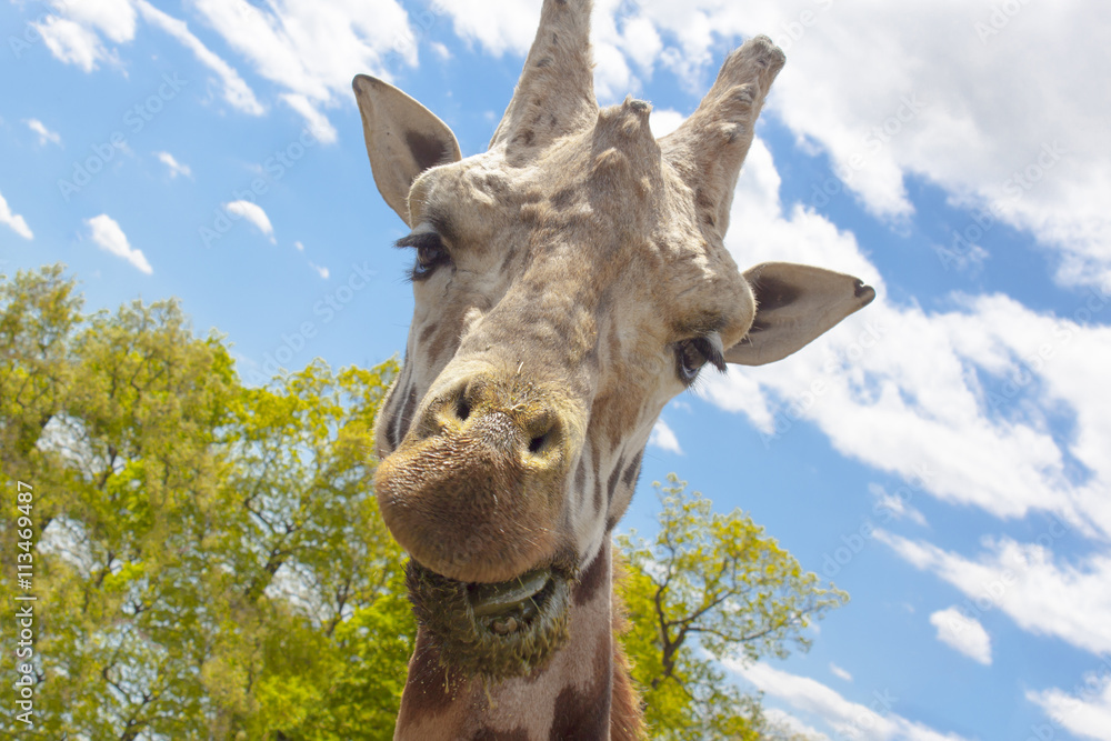 Naklejka premium Girafe