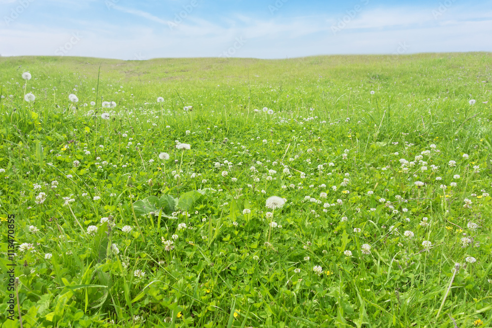 Fototapeta premium field summer landscape