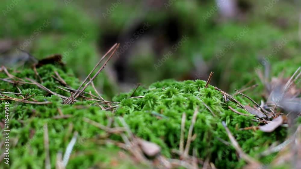 moss on the forest cover