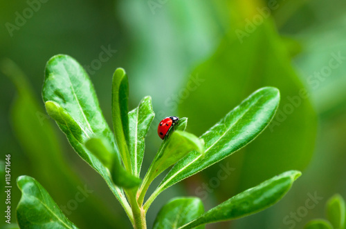 Ladybug on a leaf © replica73