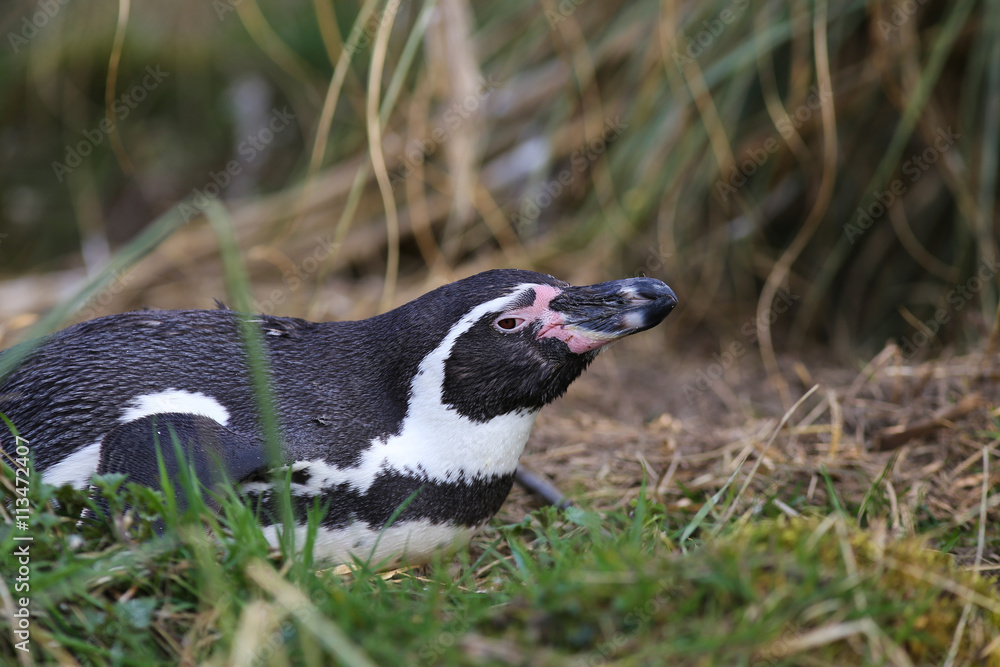 Fototapeta premium HumboldtPinguin