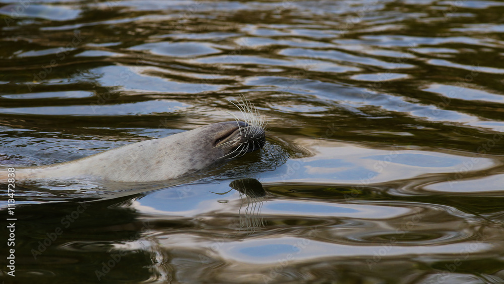 Obraz premium Seehund