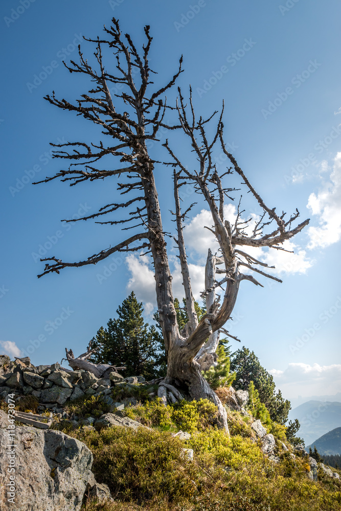Arbres morts près des pistes de ski de Chamrousse en été Arbres morts près des pistes de ski de Chamrousse en été
