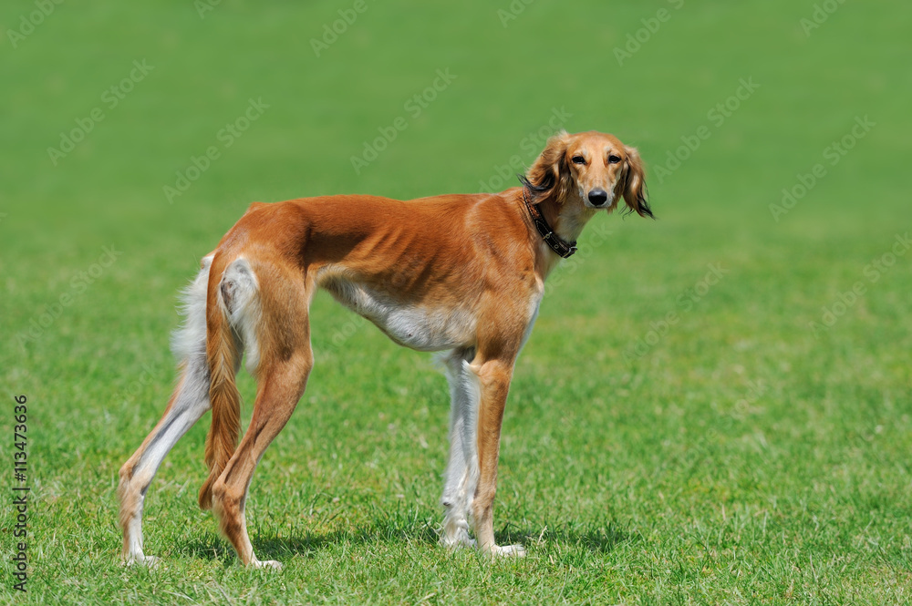 Borzoi dog in grass