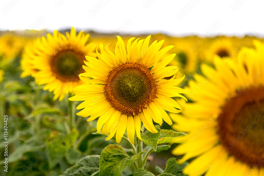 Obraz premium viele Sonnenblumen auf einem Feld