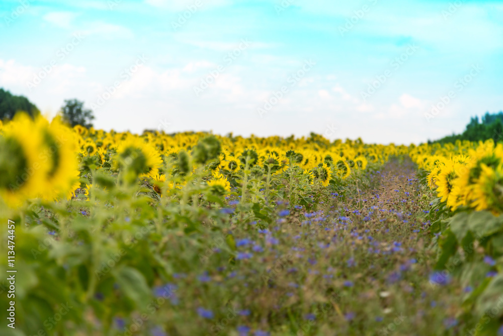 Obraz premium viele Sonnenblumen auf einem Feld