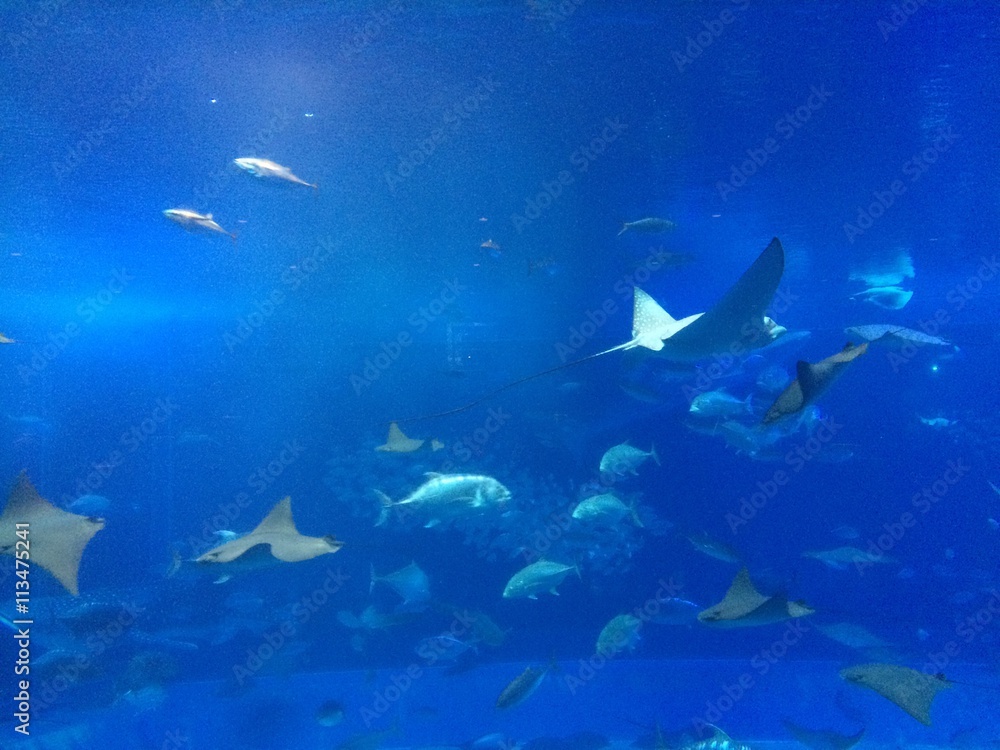 Fototapeta premium 美ら海水族館