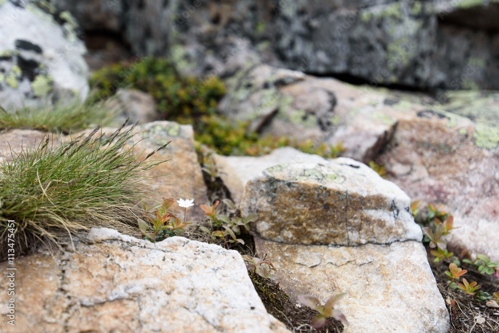 White saxifrage, one of the first spring flowers, growing at calcareous rocks White saxifrage, one of the first spring flowers, growing at calcareous rocks