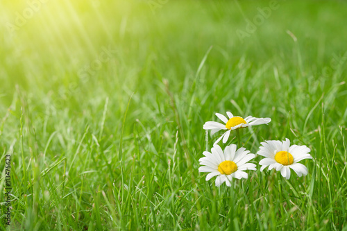Fototapeta Naklejka Na Ścianę i Meble -  Chamomile flowers on grass field