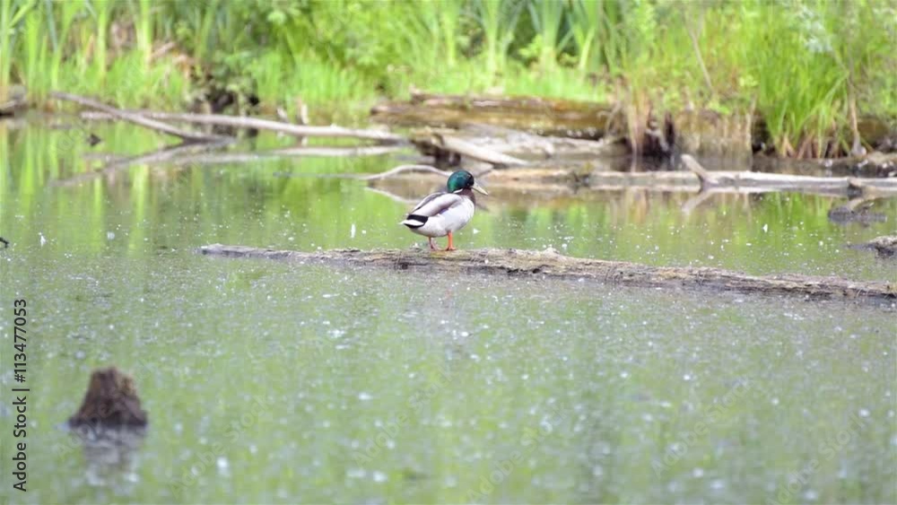 Duck on a log in a pond cleans feathers. Against the background of green reeds Duck on a log in a pond cleans feathers. Against the background of green reeds