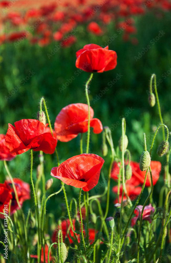 meadow with beautiful red poppy flowers meadow with beautiful red poppy flowers