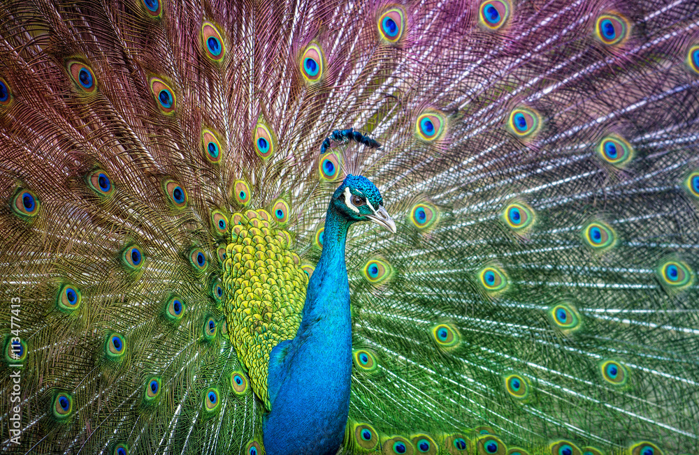 Naklejka premium Peacock spreading its tail: colours of the rainbow
