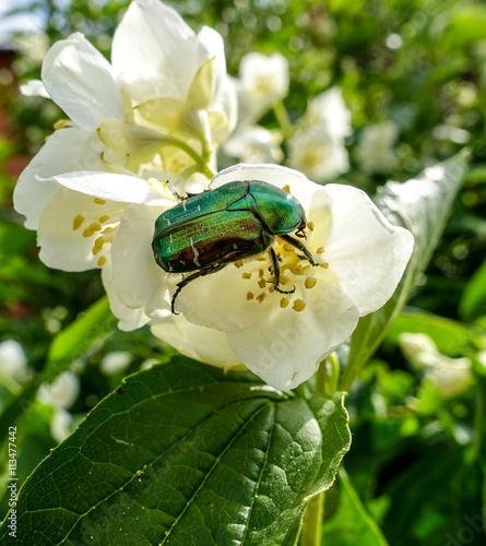 Chafer beetle on jasmine flowers