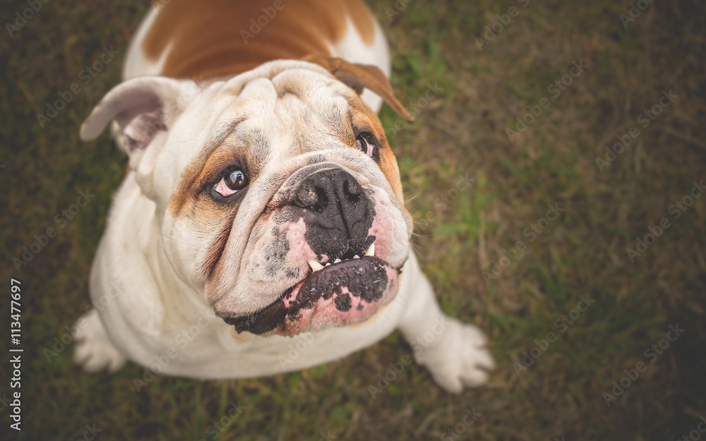 English Bulldog Dog looking up English Bulldog Dog looking up
