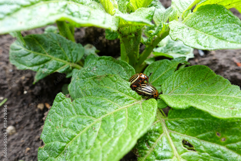 Colorado beetle on potato bush Colorado beetle on potato bush