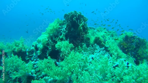 school of fish swims over a at soft coral reef, Red sea, Egypt, Afrca
 photo