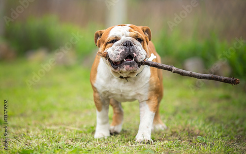Playing fetch with stick - English Bulldog