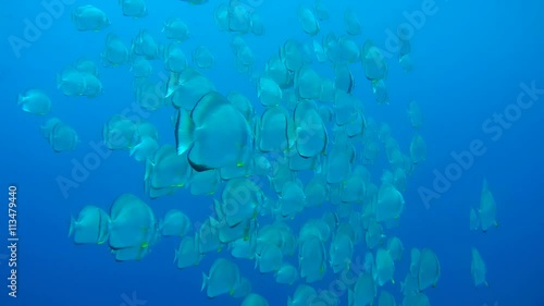 school of Orbicular batfish, circular batfish, orbiculate batfish, round batfish, or orbic batfish (Platax orbicularis) swims in the blue water, Red sea, Egypt
 photo
