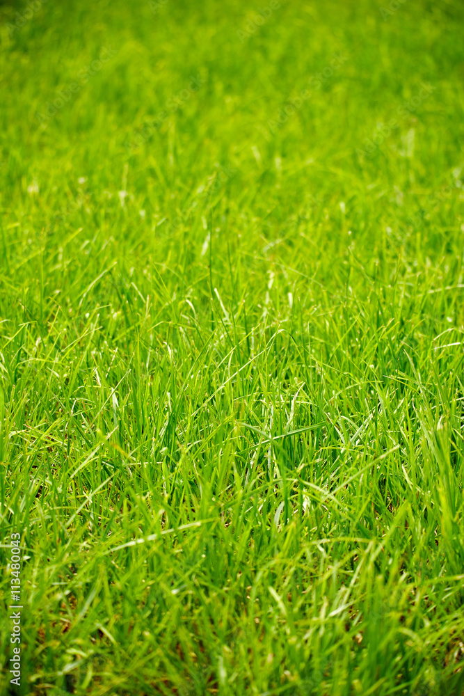 Fototapeta premium Green grass background
