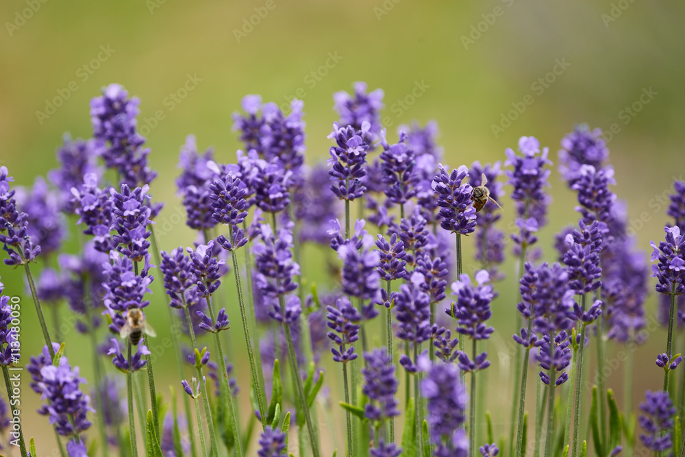 Obraz premium Blooming lavender